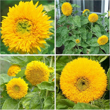 Dwarf Sunflower Seeds (Helianthus annuus) for colorful blooms in the Flower Bed