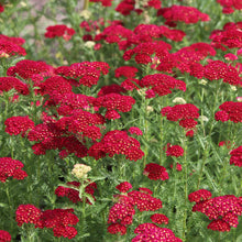Red Yarrow Seeds (Achillea millefolium) for a lasting display in the wildflower bee butterfly garden