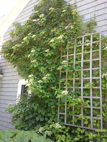 Moonlight Japanese Hydrangea Vine Seeds (Schizophragma hydrangeoides) for trellises and fences in the on trellises in home garden