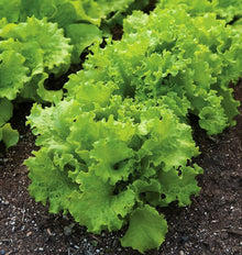Black Simpson Lettuce Seeds known for large Harvest