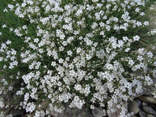 White Seeds for gardeners building out beds and borders