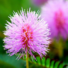 Mimosa Fun Kids Moving Leaves Fairy Garden Seeds for a colorful addition to any planting