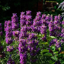 Bee Balm Plant Seeds (Monarda didyma) for a bright addition to the Flower Bed & Garden