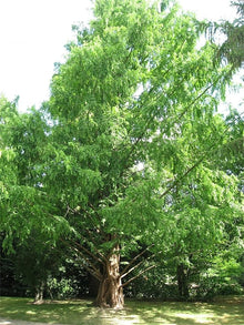 Morus Alba White Mulberry Tree Seeds for a lasting addition to the landscape