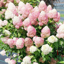 Hydrangea Hydrangea Paniculata White Strawberry Seeds for a homegrown harvest from the Home Ornamental Borders