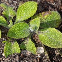 Foxglove Seeds (Digitalis purpurea) for colorful blooms in the Flower Bed & Garden