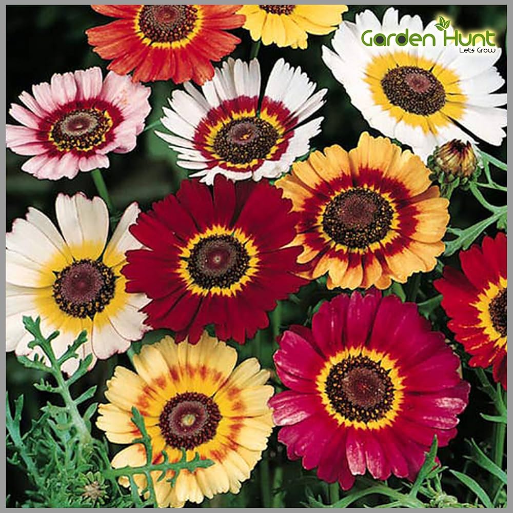 Chrysanthemum Chrysanthemum Morifolium multicolor flower seeds for planting in backyard gardening and home garden beds - for planting in home garden