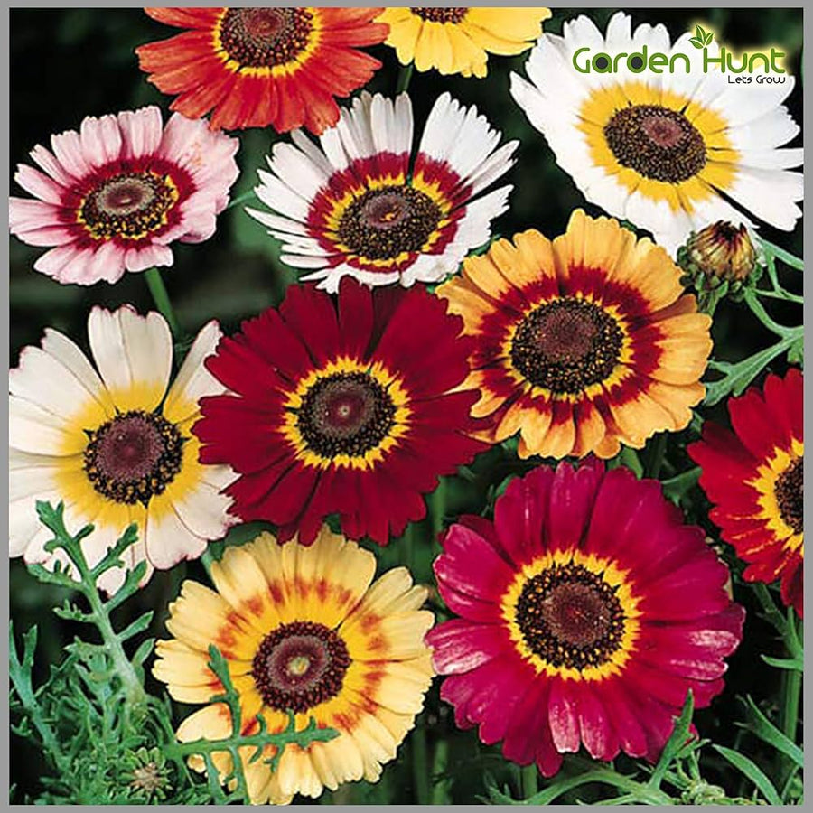 Chrysanthemum Chrysanthemum Morifolium multicolor flower seeds for planting in backyard gardening and home garden beds - for planting in home garden