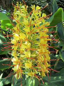 Kahili Ginger Lily Plants (Hedychium gardnerianum) for reliable seasonal color