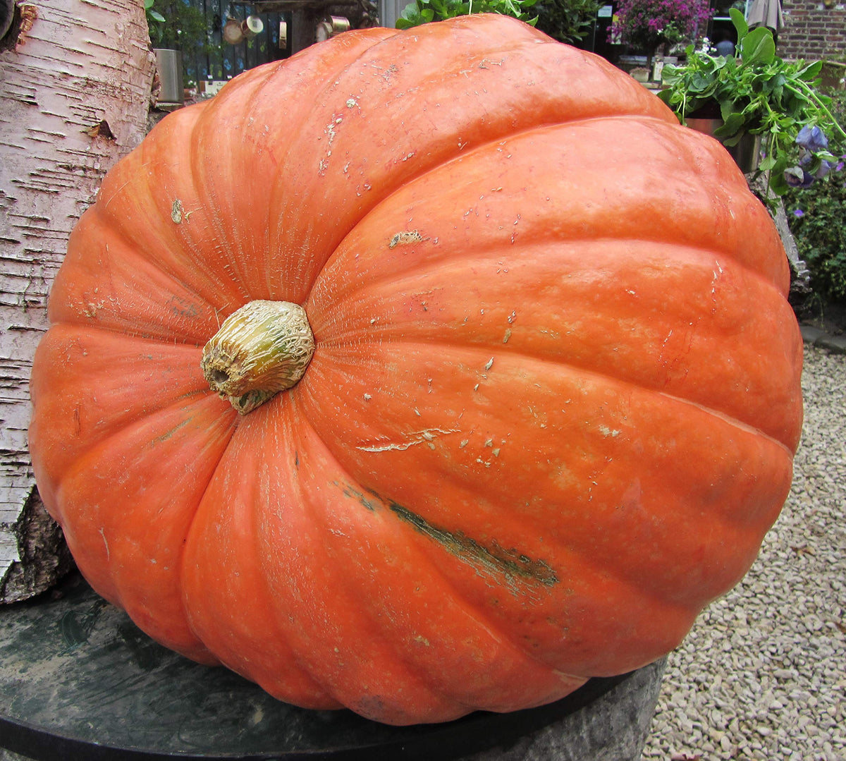 Big - Max for planting in home garden