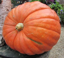 Big - Max for planting in home garden