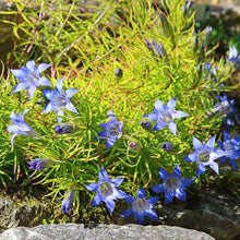 Largeleaf Gentian Blue Seeds known for stunning Blue Flowers