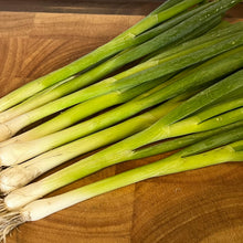Onion Rows for planting in home garden.