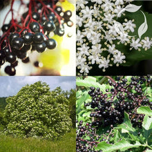 American Elderberry Seeds for gardeners building out beds and borders