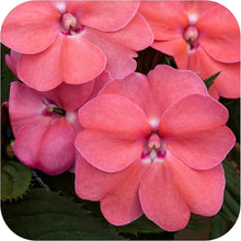 Impatiens Impreza Cherry Splash Seeds for a homegrown harvest from the flower bed
