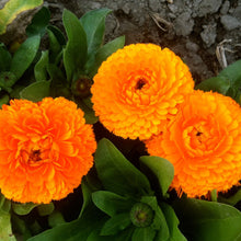 Calendula Seeds for seasonal color across the Flower Bed & Vegetable Patch
