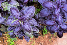 Light Purple Basil Seeds for a fragrant addition to the herb patch