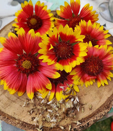 Gaillardia Burgundy Blanketflower Seeds for reliable seasonal color