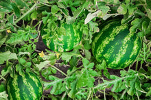 Watermelon Seeds (Citrullus lanatus) known for backyard Gardening