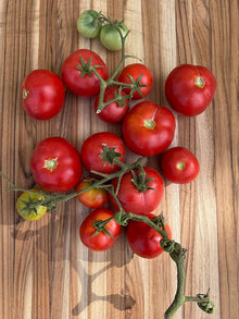 Czech Seeds (Bush tomato) for growers stocking the small spaces