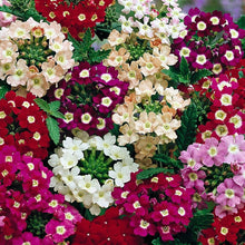Verbena Mixed Colors Seeds for a colorful addition to any planting