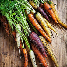 Multi-Colored Carrot Seeds (Daucus carota) for growers stocking the Vegetable Garden