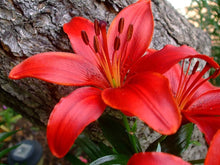 Lily Seeds for seasonal color across the Lilium bed border garden
