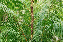 Evergreen Rattan Seeds (Calamus rotang) for a lasting display in the tropical landscaping and garden planting