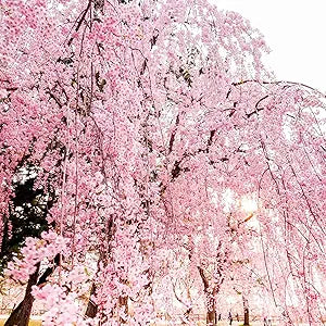 Pink Dwarf Cherry ��������� Prunus spp. ��������� for planting in flower bed