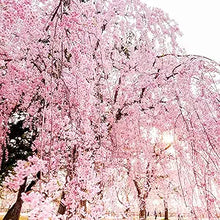 Pink Dwarf Cherry ��������� Prunus spp. ��������� for planting in flower bed