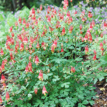 Akelei Wild Red Canadian Seeds (Aquilegia canadensis) for growers filling out the Flower Urban Garden