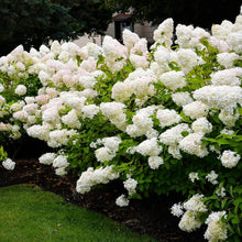 Hydrangea Paniculata Seeds (Hydrangea paniculata) for climbing cover in the ornamental gardens and flower beds