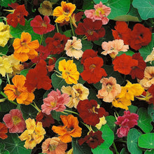 Johnsons Seeds for growers seeking a long-blooming display