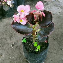 Begonia Hardy Grandis Begonia grandis for planting in shaded garden