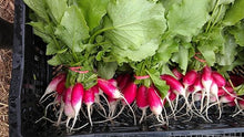 French Breakfast Radish Seeds for growers stocking the Quick-Growing Garden Vegetables