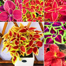 Hellgelb Rainbow Mix Coleus Seeds for a lasting display in the Colorful, Variegated Garden Foliage