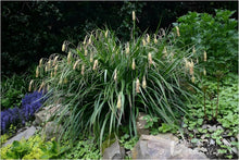 Carex Pendula Carex Pendula Seeds for a lasting display in the Flower Bed & Home Garden