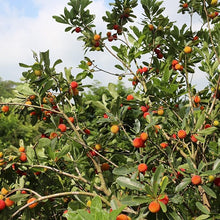 Myrica Pennsylvanica Northern Bayberry Seeds for reliable seasonal color