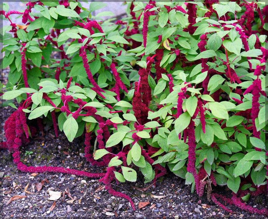Love Lies Bleeding (Amaranthus caudatus) for planting in flower bed