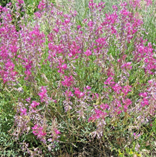 Utah Sweetvetch Seeds (Hedysarum boreale) for colorful blooms in the pollinator garden and native planting