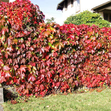 Parthenocissus Tricuspidata Climbing Plants for fast cover along a fence or wall