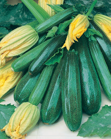 Sweet Spanish Onion Allium Cepa vegetable Seeds for growers stocking the kitchen garden and backyard vegetable patches