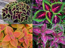 Peony Seeds (Paeonia lactiflora) for seasonal color across the Japanese Variety in Home Garden