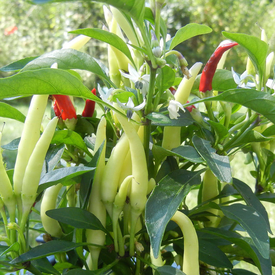 Riot Chile Pepper Seeds (Capsicum annuum) valued by growers for spicy vegetable gardening and hot pepper cultivation