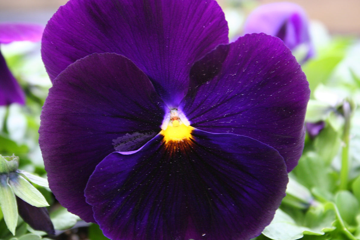 Purple Zzero Alpenglow Giant Pansy Plant - for planting in home garden