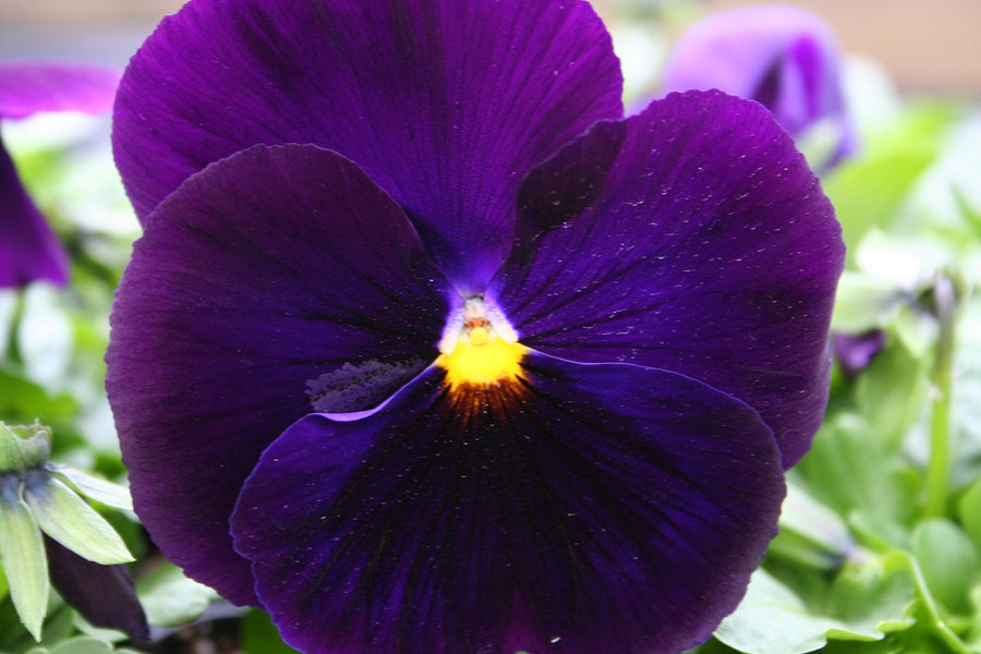 Purple Zzero Alpenglow Giant Pansy Plant - for planting in home garden