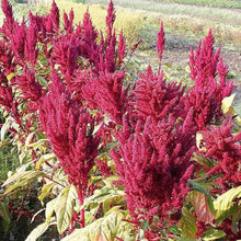 Amaranth Red Garnet Grain Annual Seeds for a bright addition to the Flower Bed