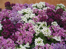 Alyssum Paletta Mix Lobularia Maritima Seeds for a bright addition to the Flower Bed