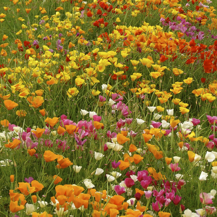 Mikado Poppy Red Poppy Seeds for reliable seasonal color