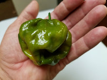 7 Pot Evergreen chile pepper plant grown from seeds with wrinkled green pods and intense heat